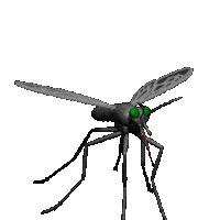 Mosquito Mosquito